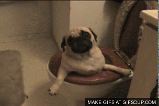 c204dcf094_1378999717_de-mopshond-is-de-enige-diersoort-die-op-de-juiste-manier-een-wc-gebruikt